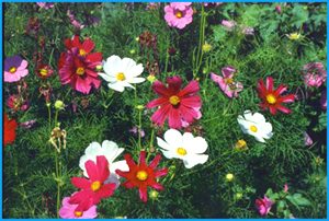 Cosmos