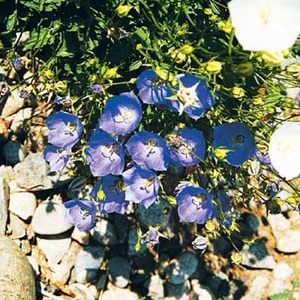 Tussock Bellflower