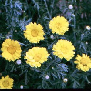 Garland Daisy