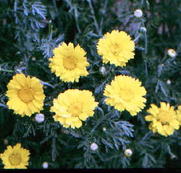 Garland Daisy