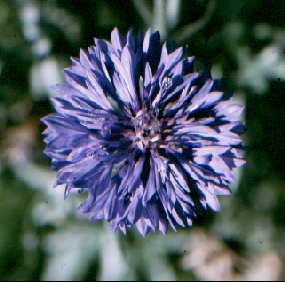 Cornflower