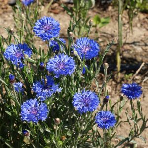Dwarf Cornflower