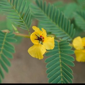 Partridge Pea