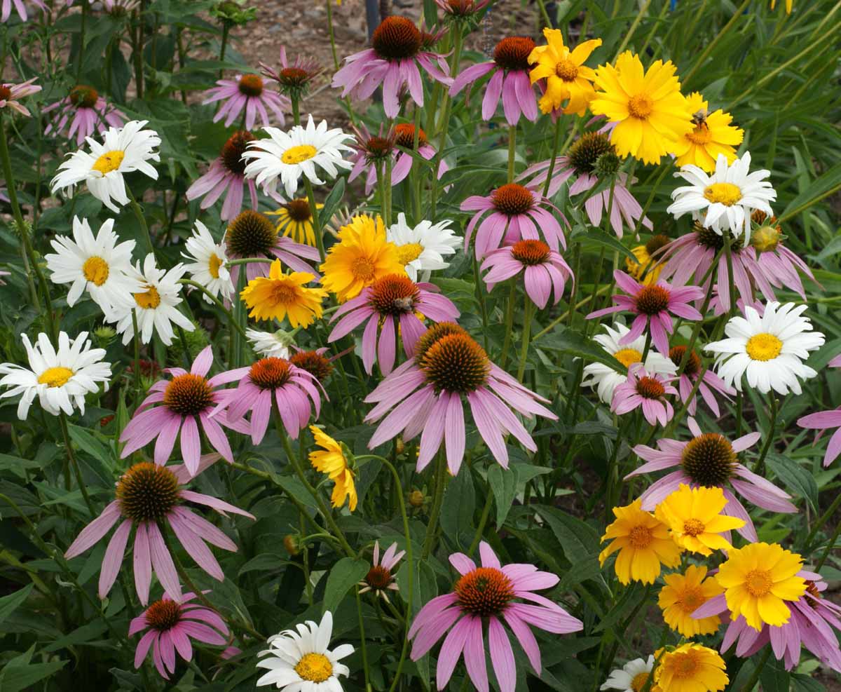 Cut Flower Mix