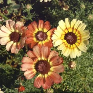 Painted Daisy