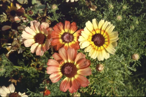 Painted Daisy