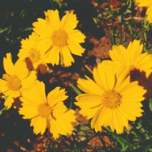 Dwarf Plains Coreopsis