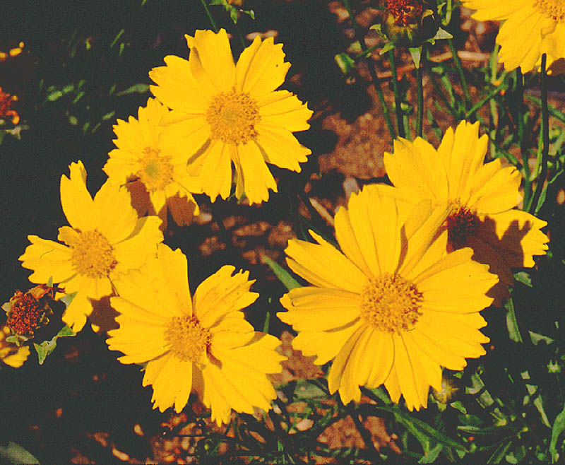 Dwarf Plains Coreopsis
