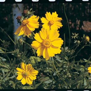 Lance-leaved Coreopsis