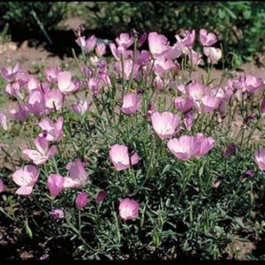 Lilac Godetia