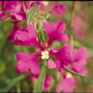 Deerhorn Clarkia