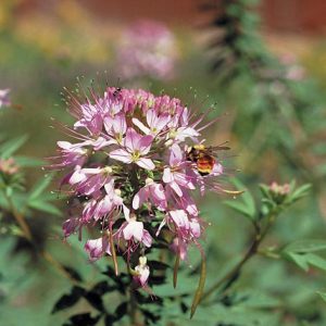 Rocky Mountain Beeplant