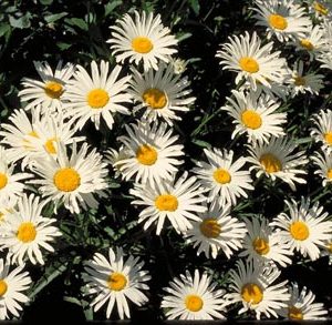 Dwarf Shasta Daisy