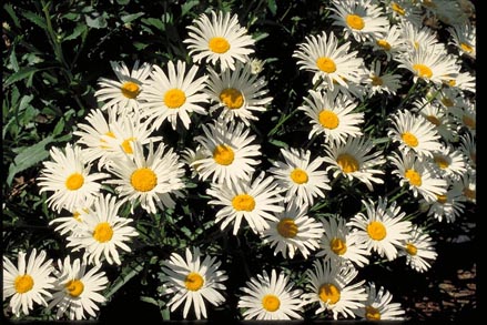 Dwarf Shasta Daisy
