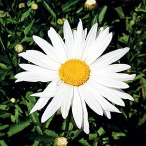 Shasta Daisy