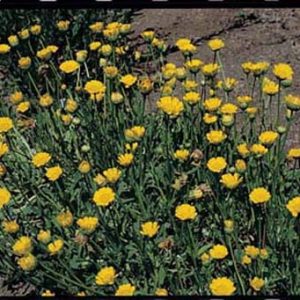 Yellow Daisy
