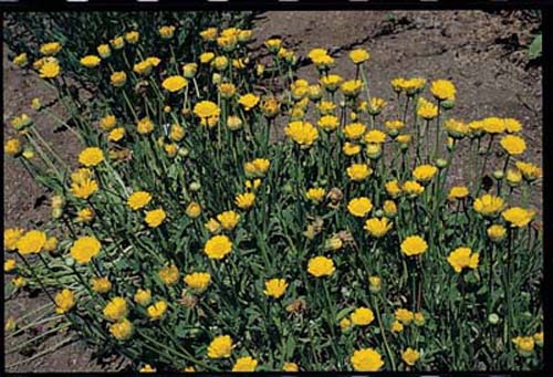 Yellow Daisy