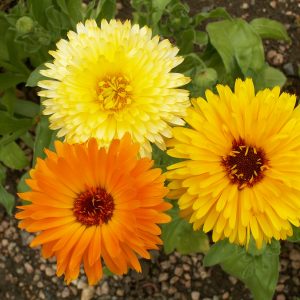 Calendula