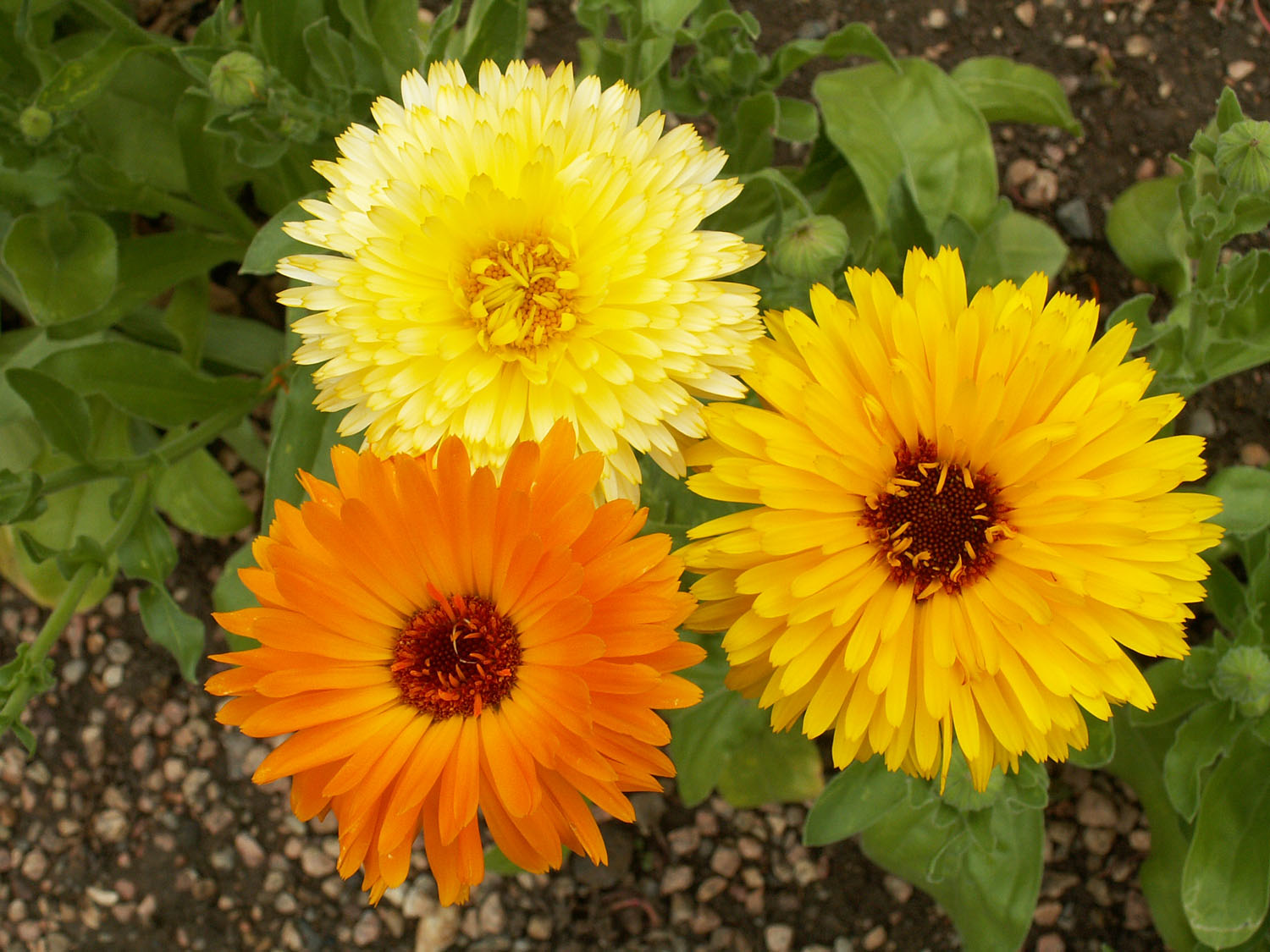 Calendula