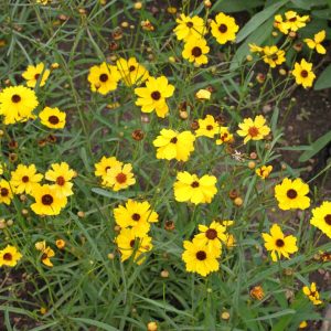 Leavenworths Tickseed