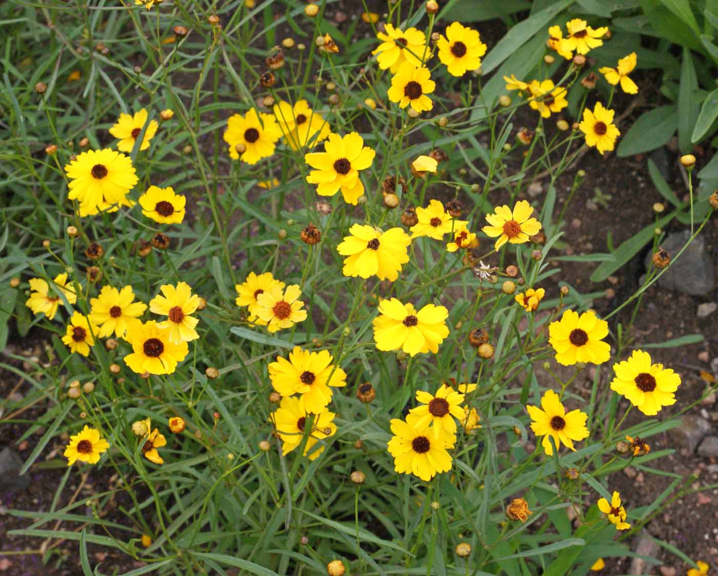 Leavenworths Tickseed