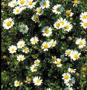 Creeping Daisy
