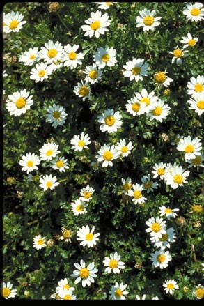 Creeping Daisy