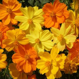 Sulfur Cosmos
