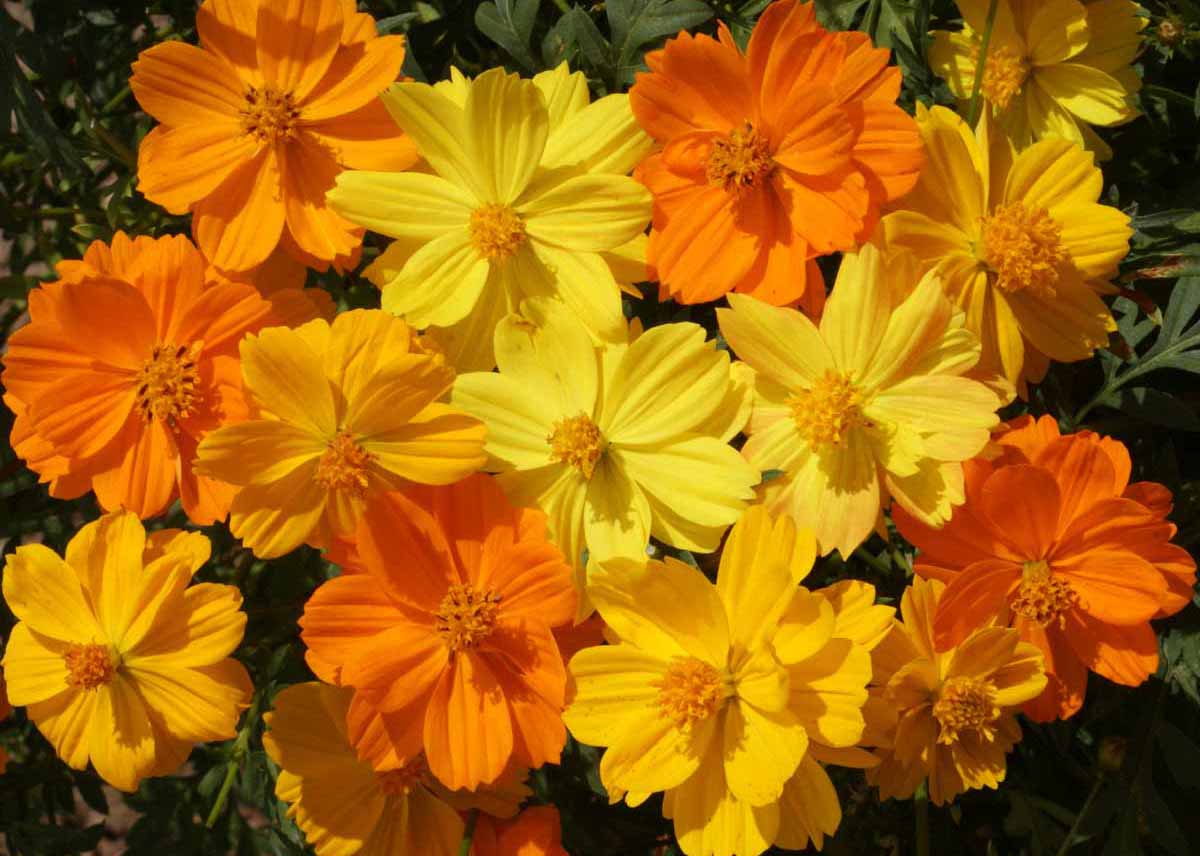 Sulfur Cosmos