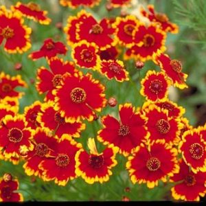 Dwarf Plains Coreopsis