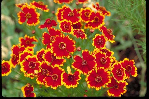 Dwarf Plains Coreopsis