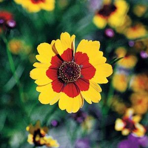 Plains Coreopsis