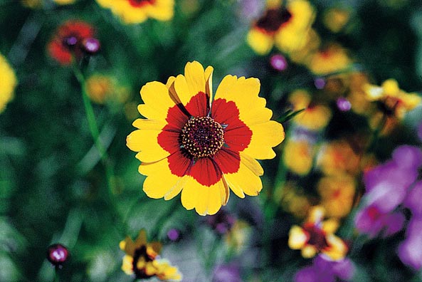 Plains Coreopsis