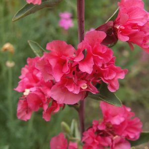 Clarkia