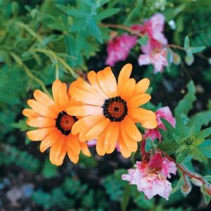 African Daisy Flake