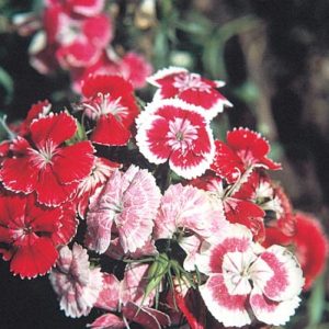 Sweet William Pinks