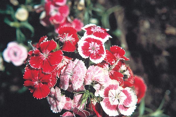 Sweet William Pinks