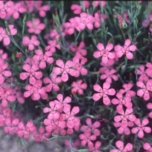 Maiden Pinks