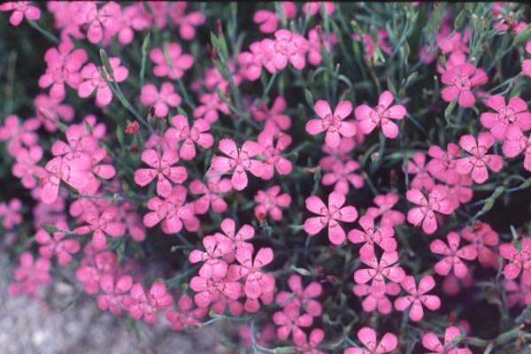 Maiden Pinks