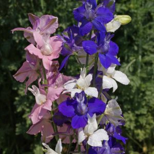 Rocket Larkspur