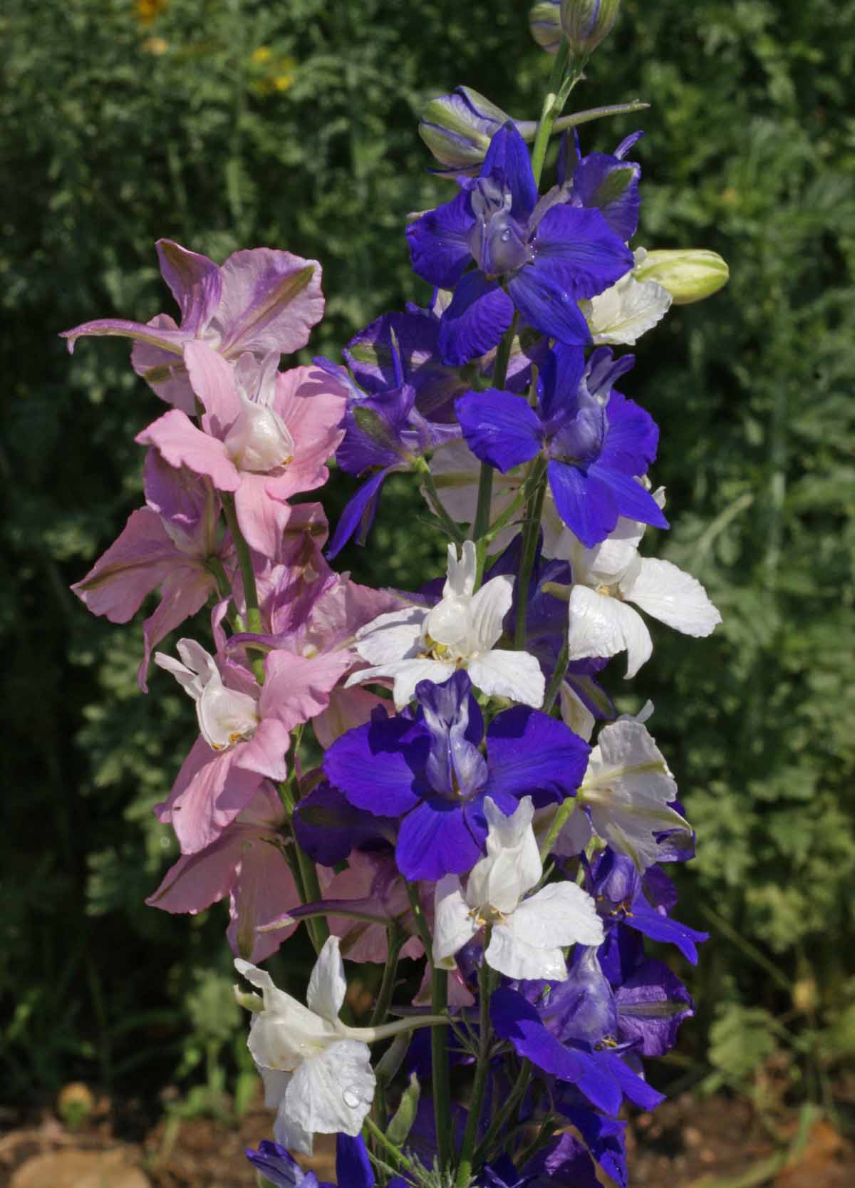 Rocket Larkspur