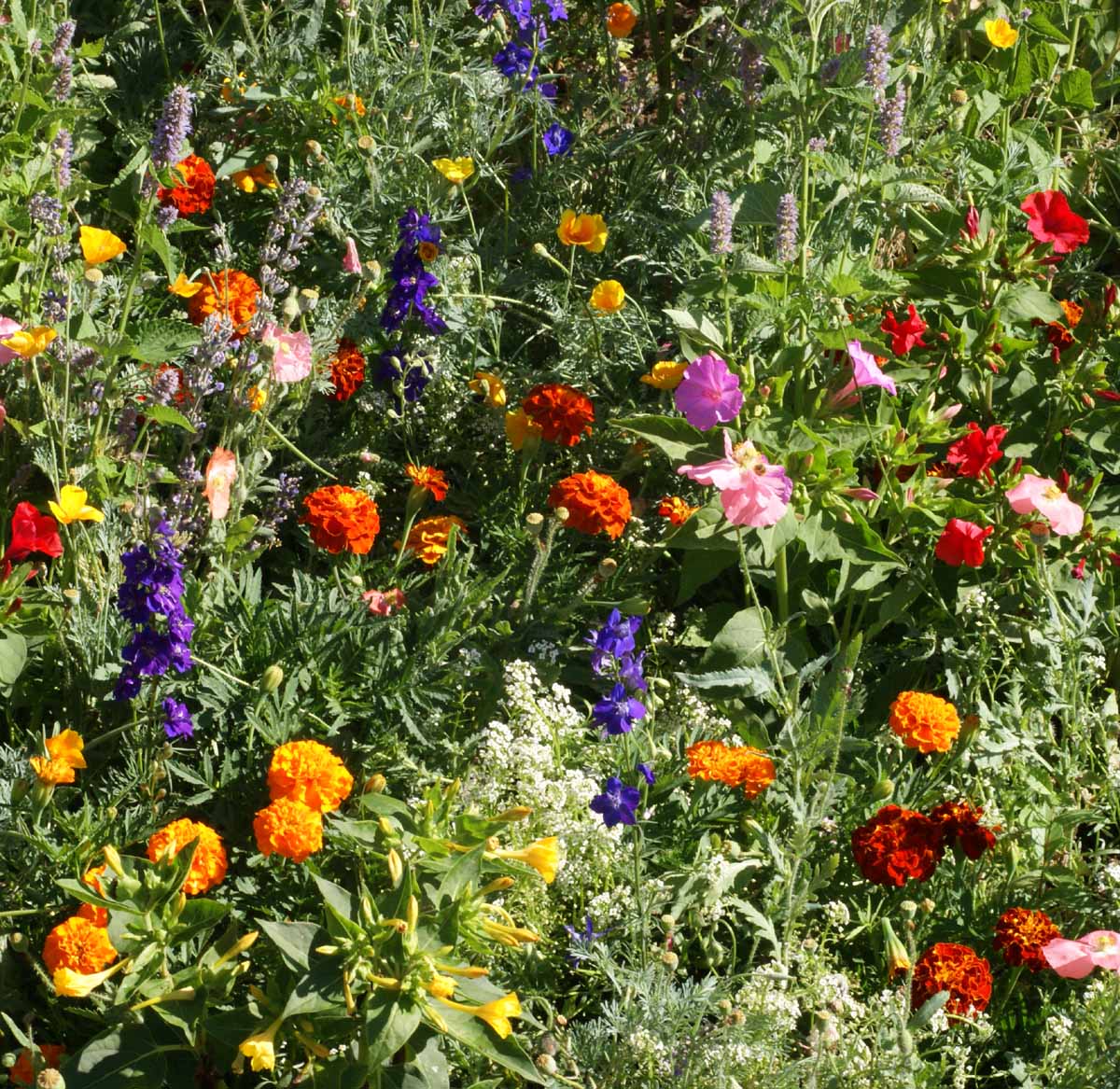 Deer Resistant Mix