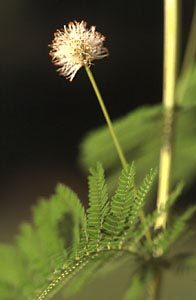 Illinios Bundleflower