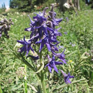 Western Larkspur