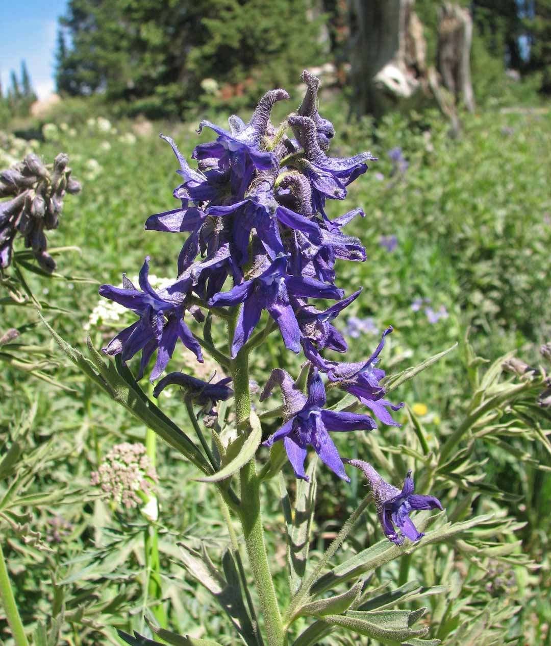 Western Larkspur