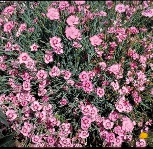 Cottage Pinks