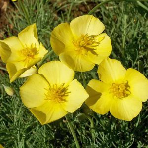 Dwarf California Poppy