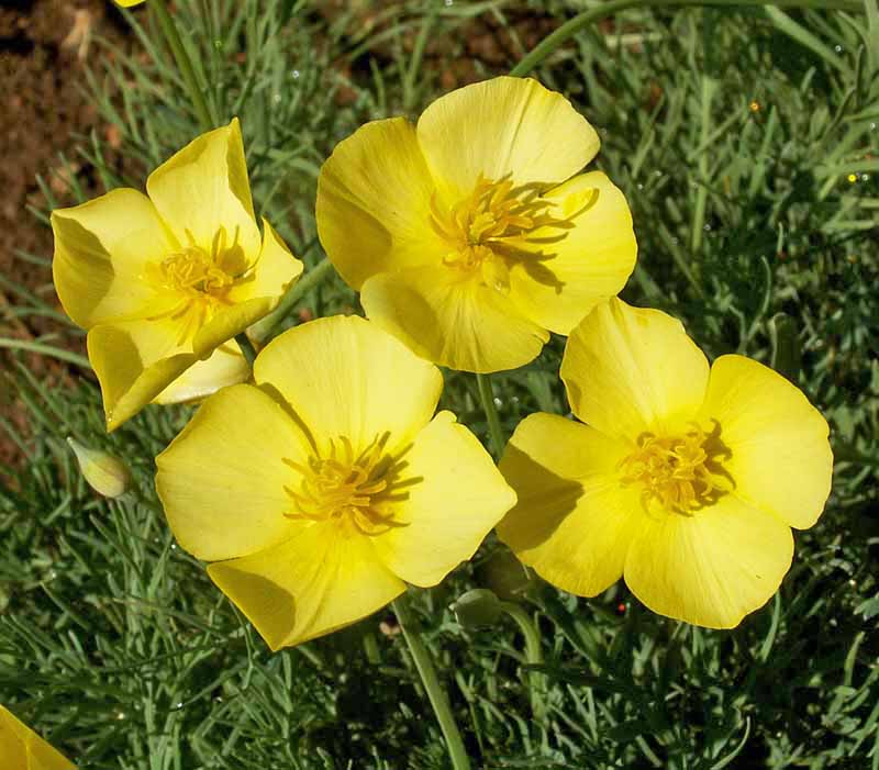 Dwarf California Poppy