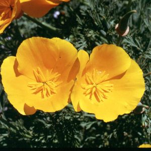 California Poppy