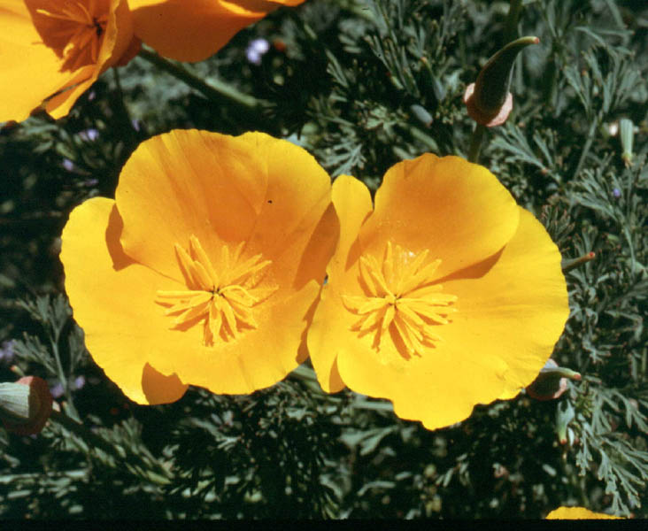 California Poppy